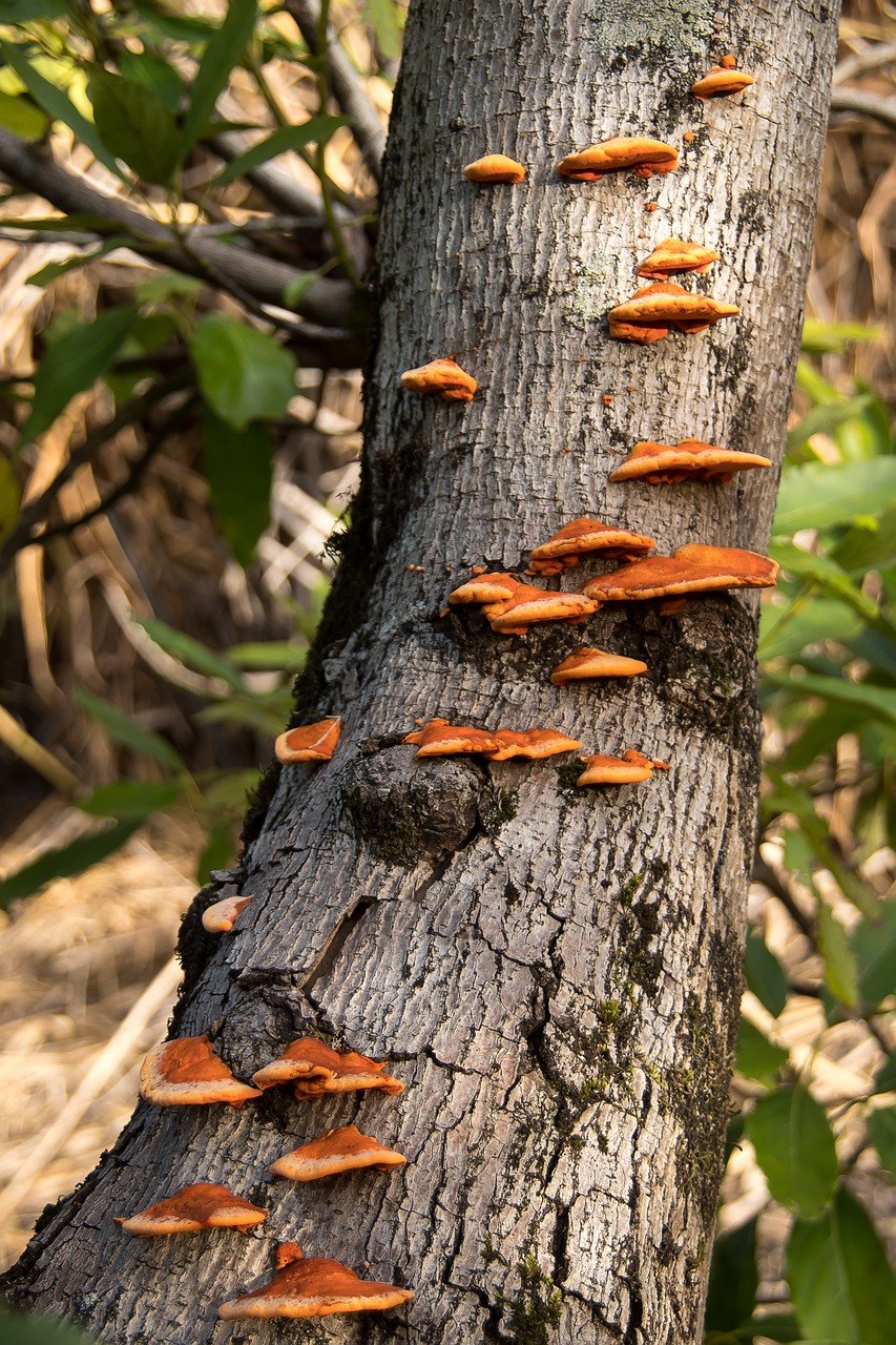 Фунгус гриб