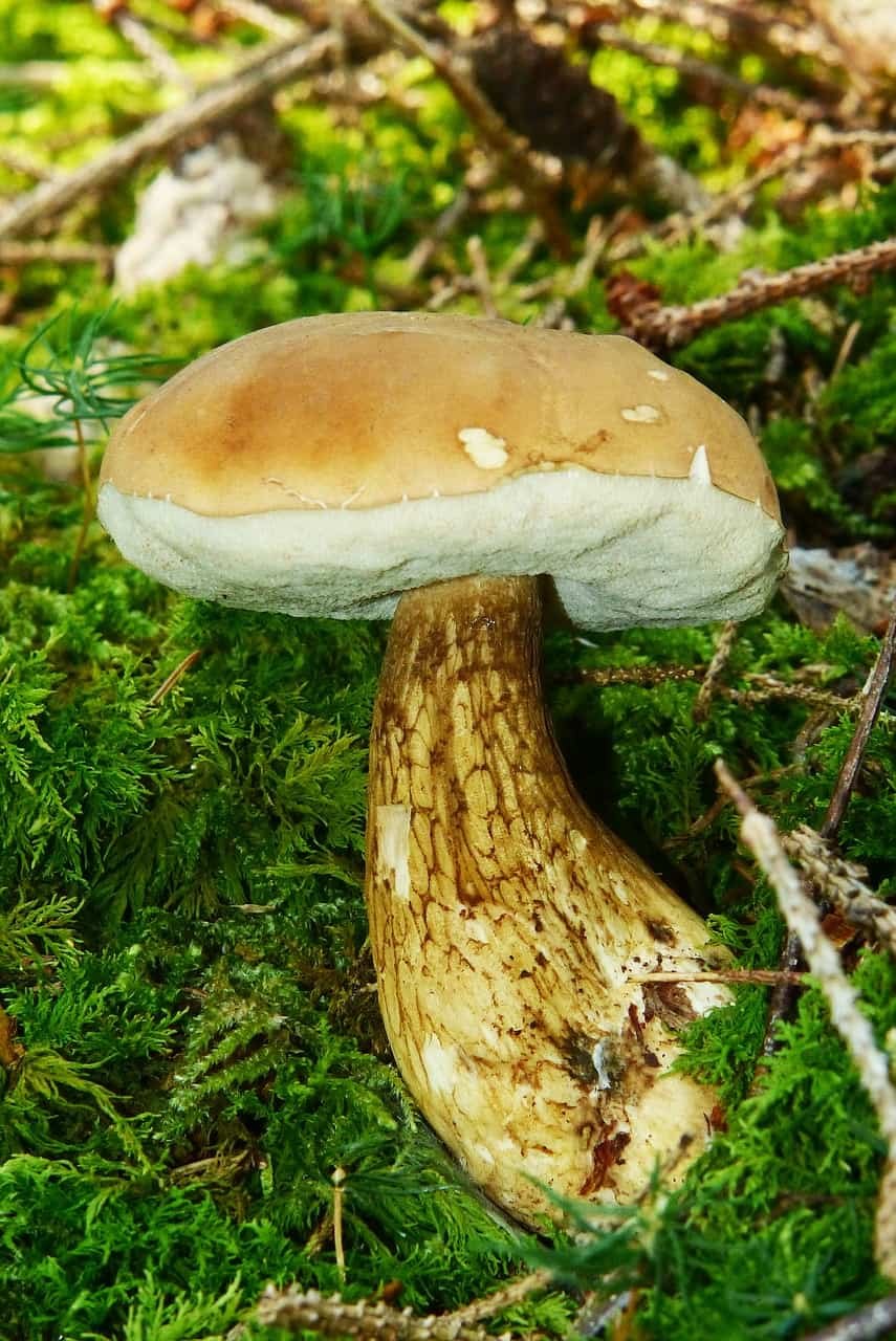 Boletus pallidus