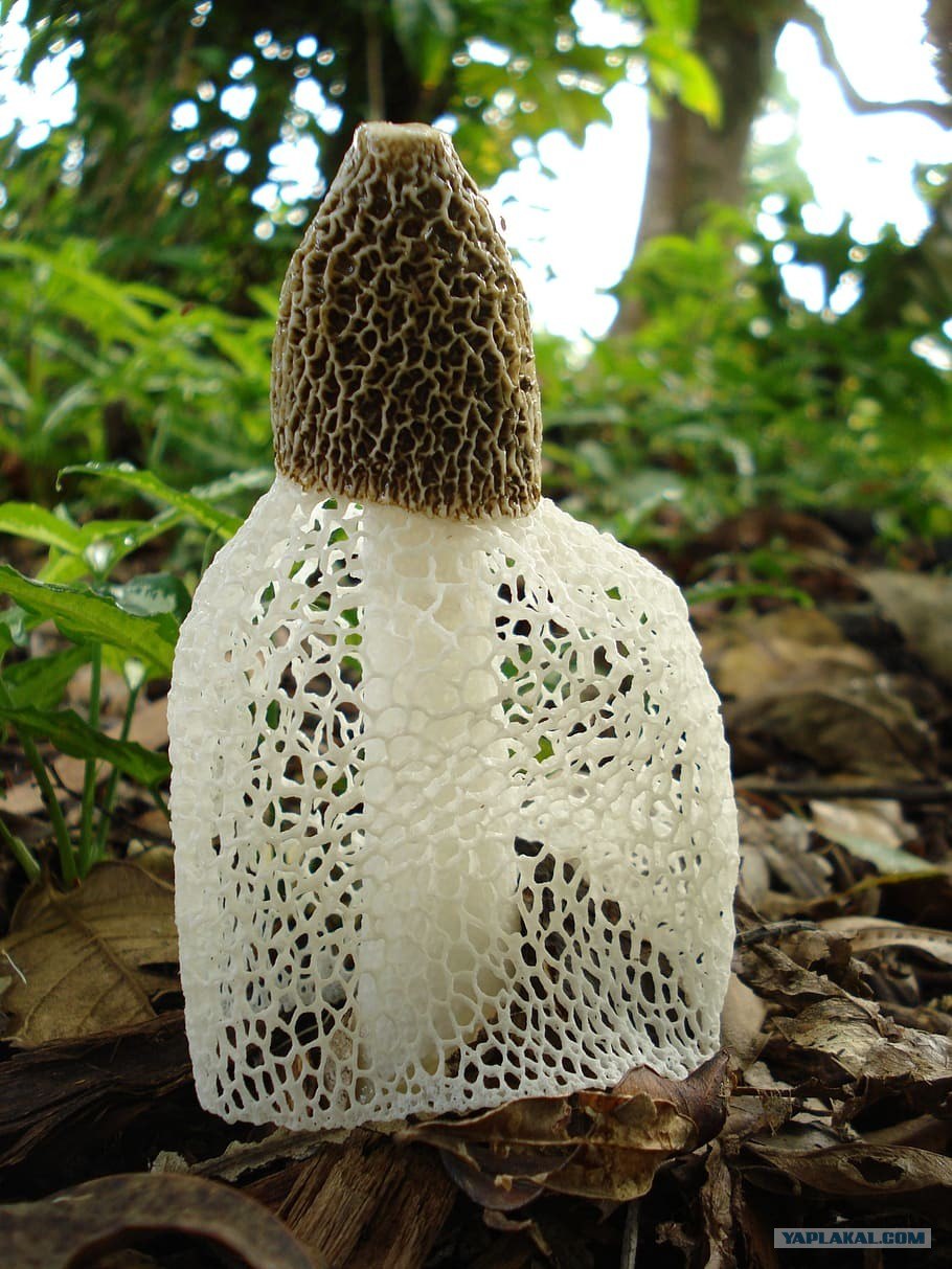 Гриб Сетконоска