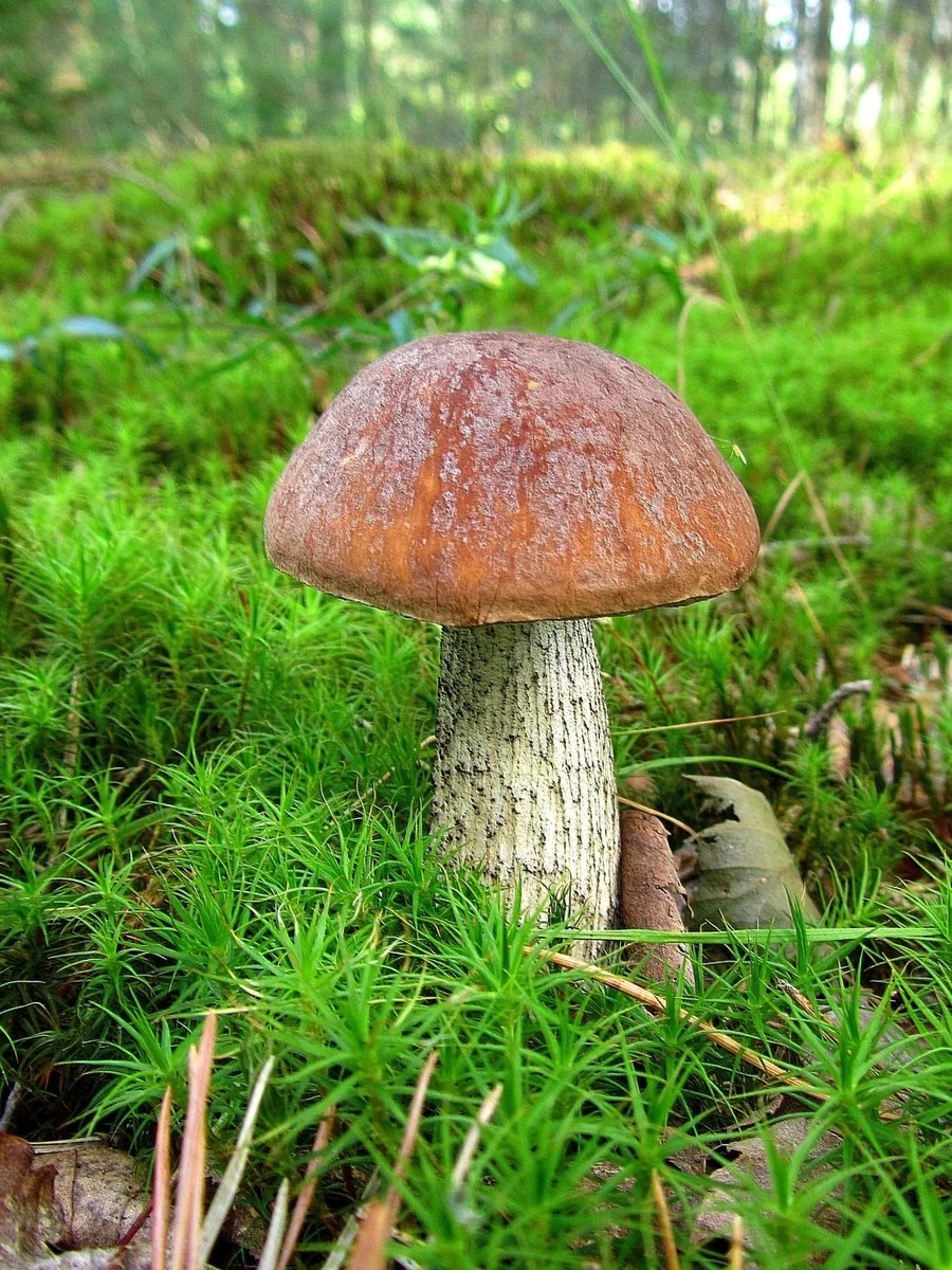 Подберезовик гриб