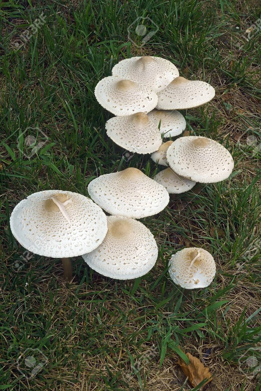 Лепиота моргана (53 фото)