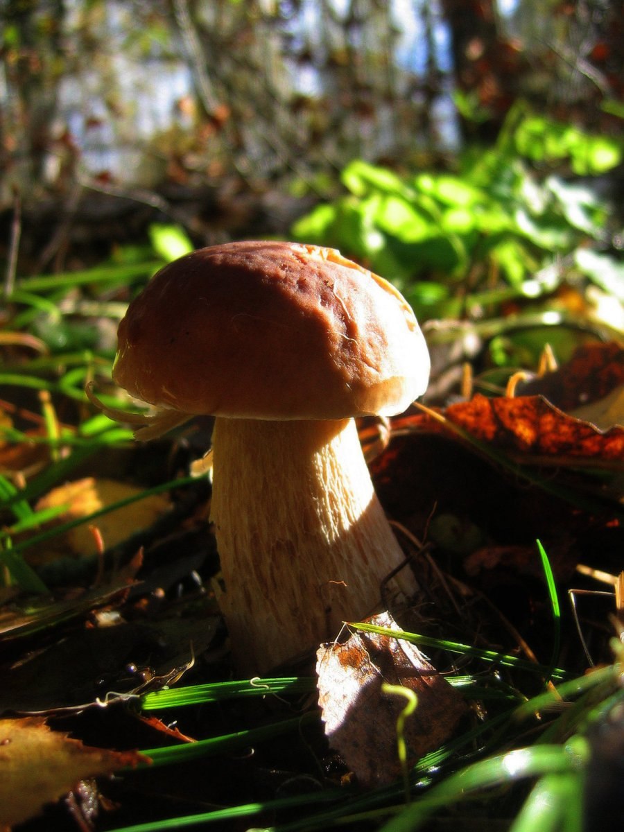 Осень лес грибы