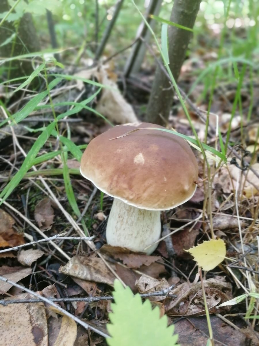 Белый гриб Боровик