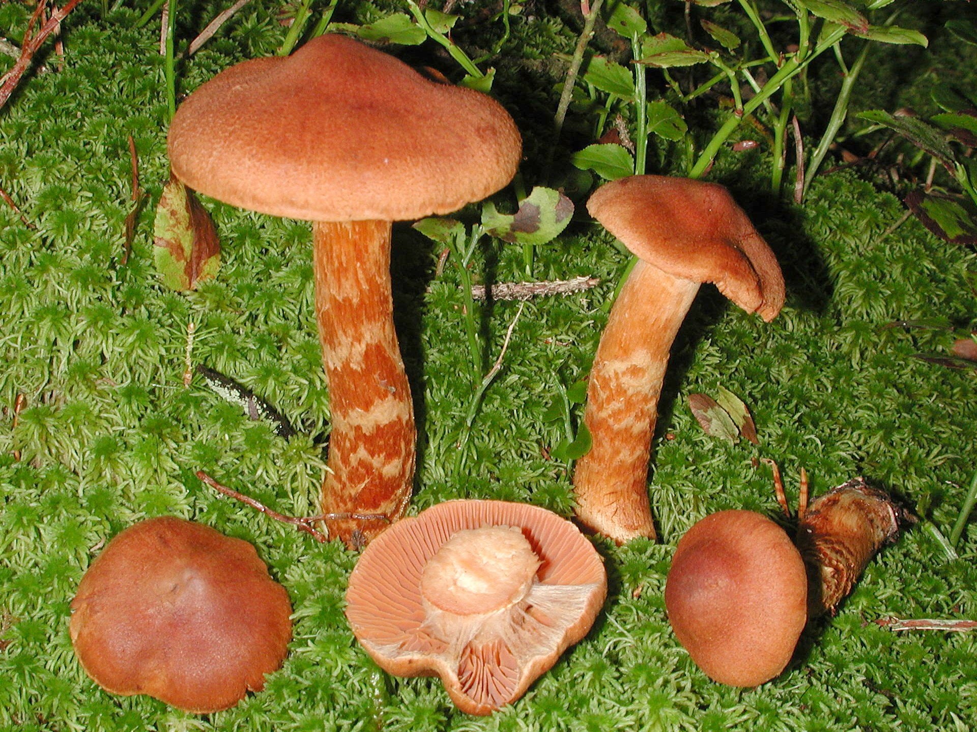 Паутинник гриб оранжевый