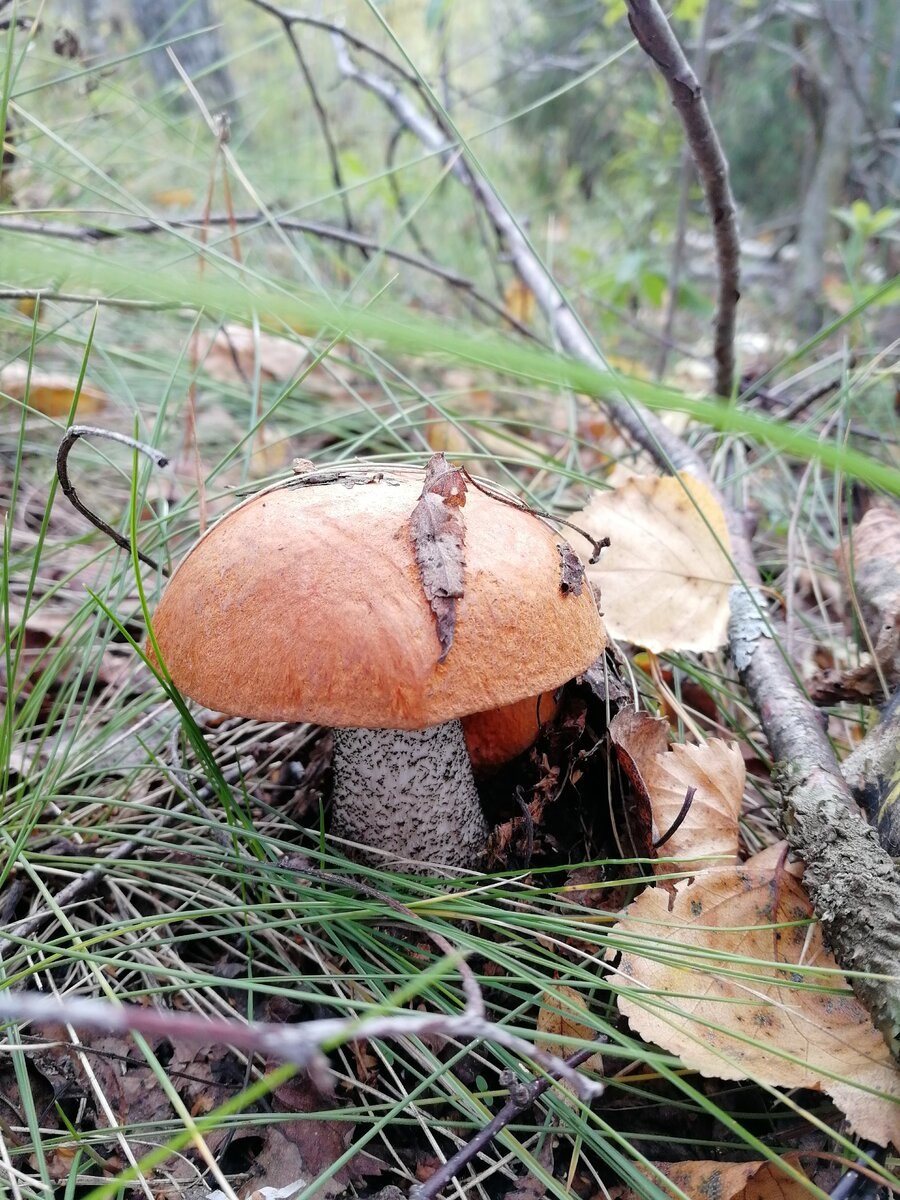 Микориза подберезовика