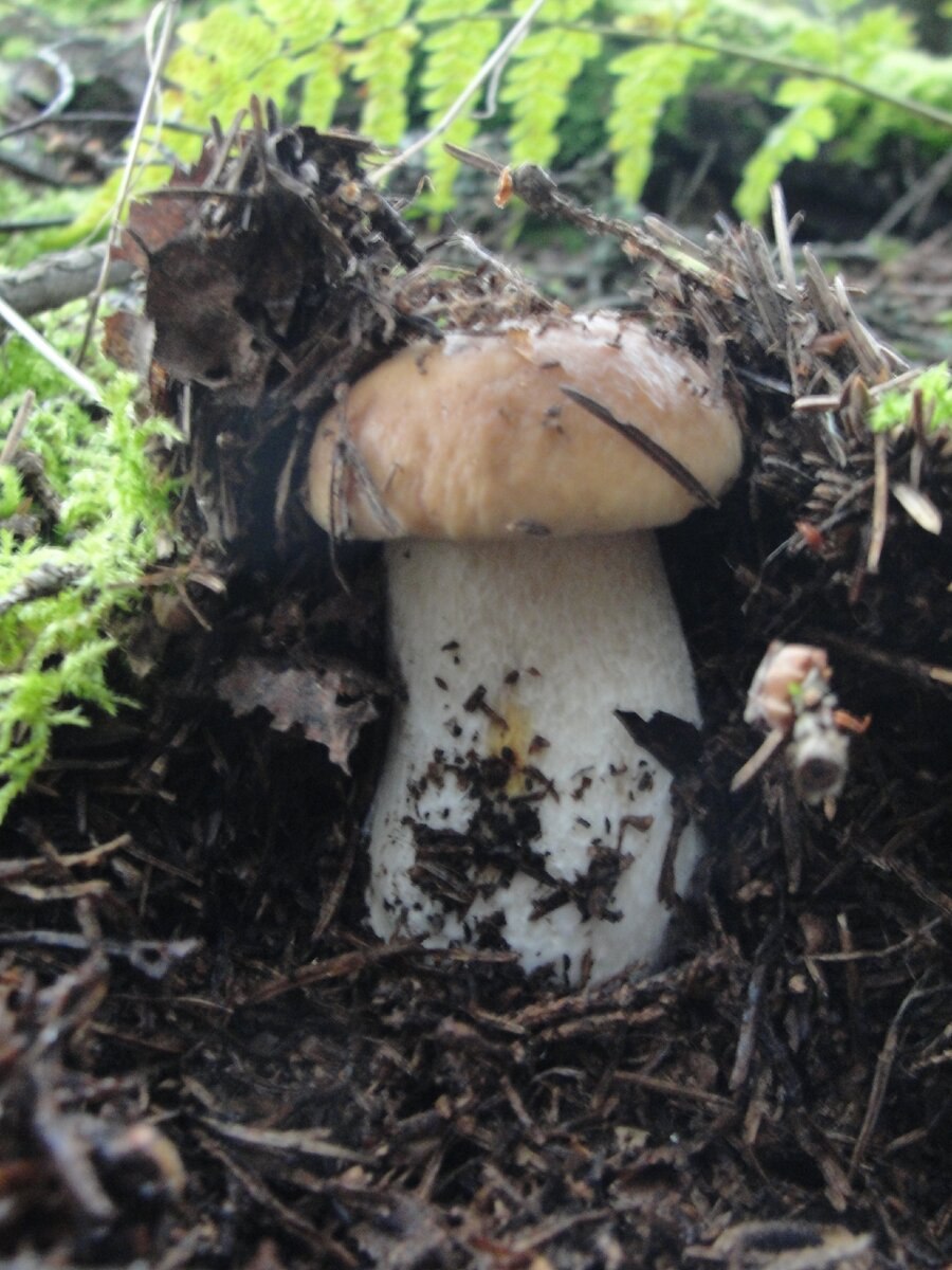 Почвенные грибы