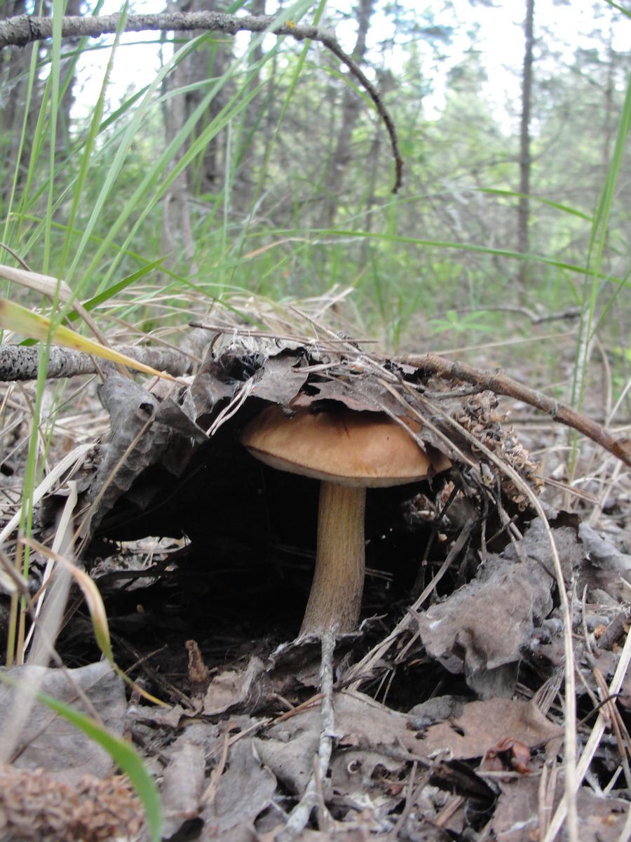 Грибы растущие в осиновых лесах