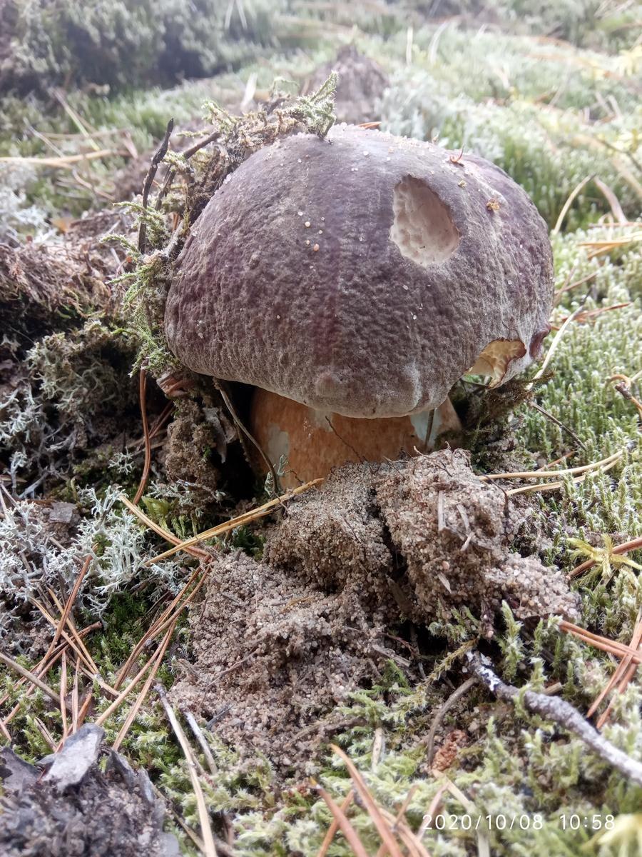 Грибница корни