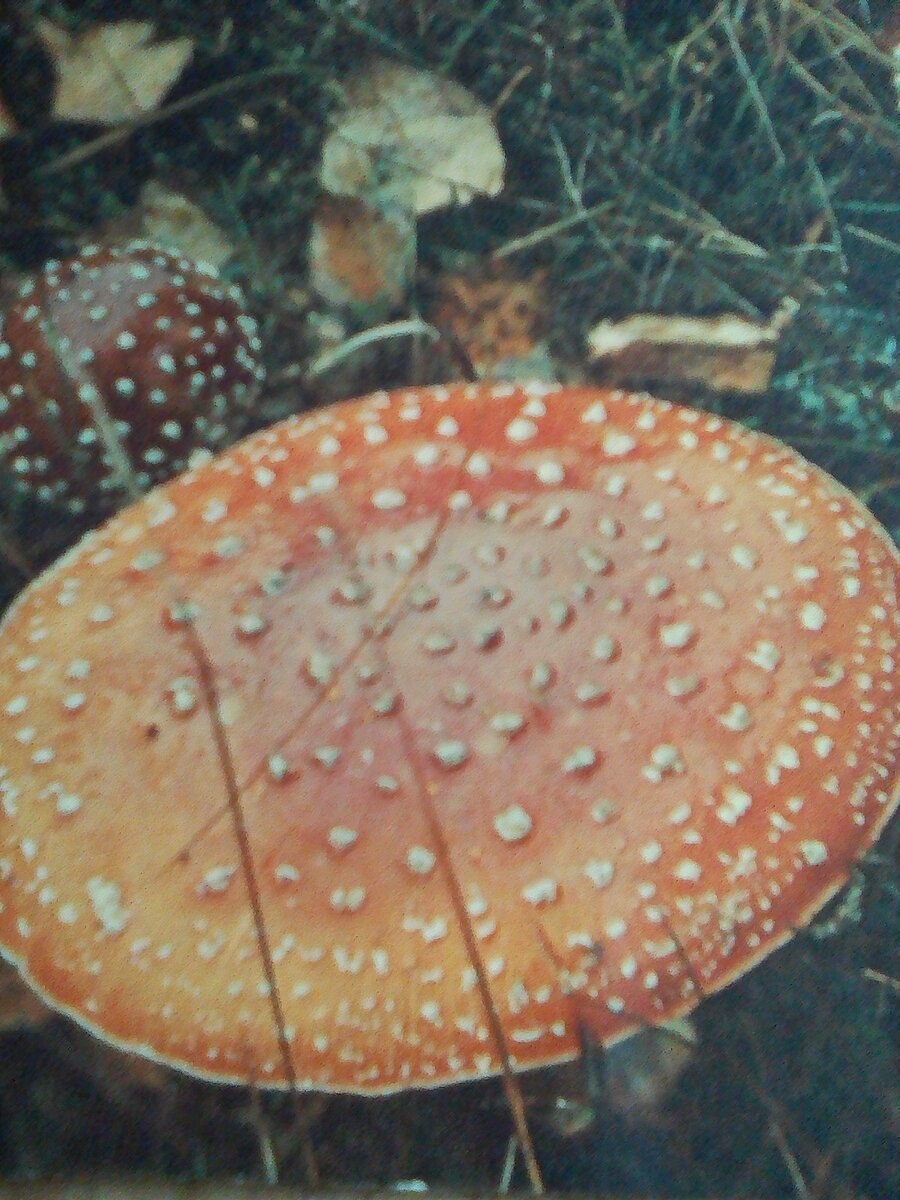 Грибы не образующие микоризу (62 фото)