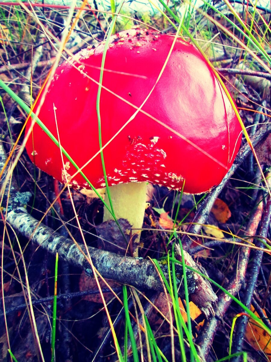 Агарики грибы