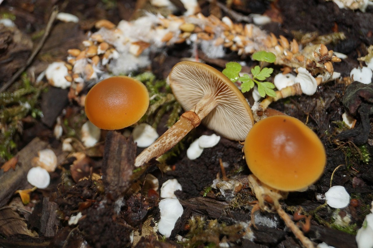 Пластинчатый гриб на дереве. Галерина гриб. Галерина окаймлённая. Галерина окаймлённая гигрофанная шляпка. Опенок древесинный (Kuehneromyces lignicola).