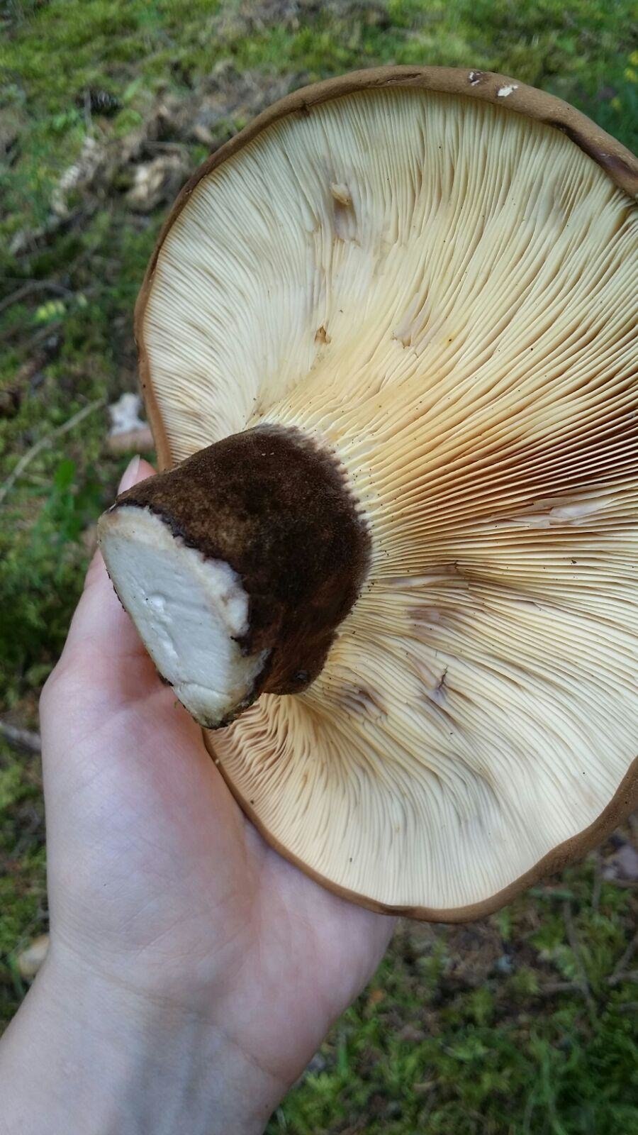 Гриб свинушка тонкая