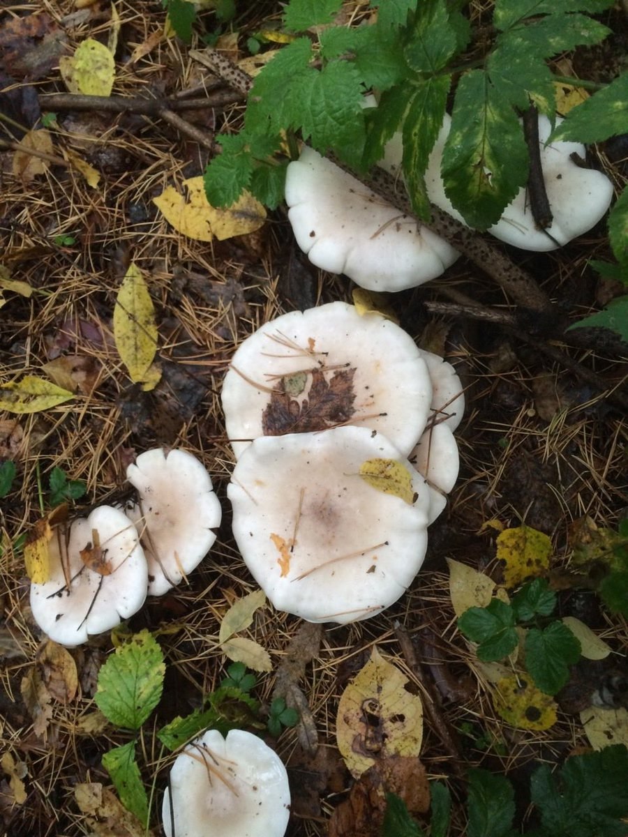 Рядовка Лесная