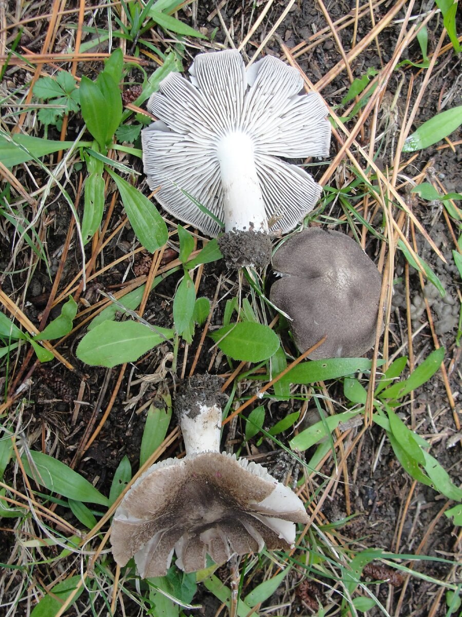 Рядовка тигровая