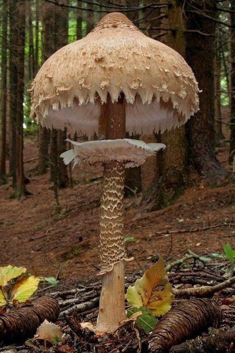Самые красивые грибы и большие