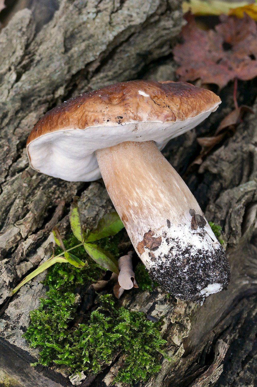 Steinpilz