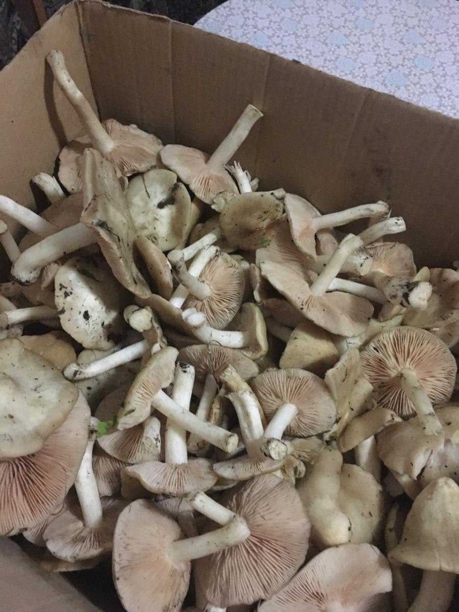 Грибы съедобные в Дубовом лесу