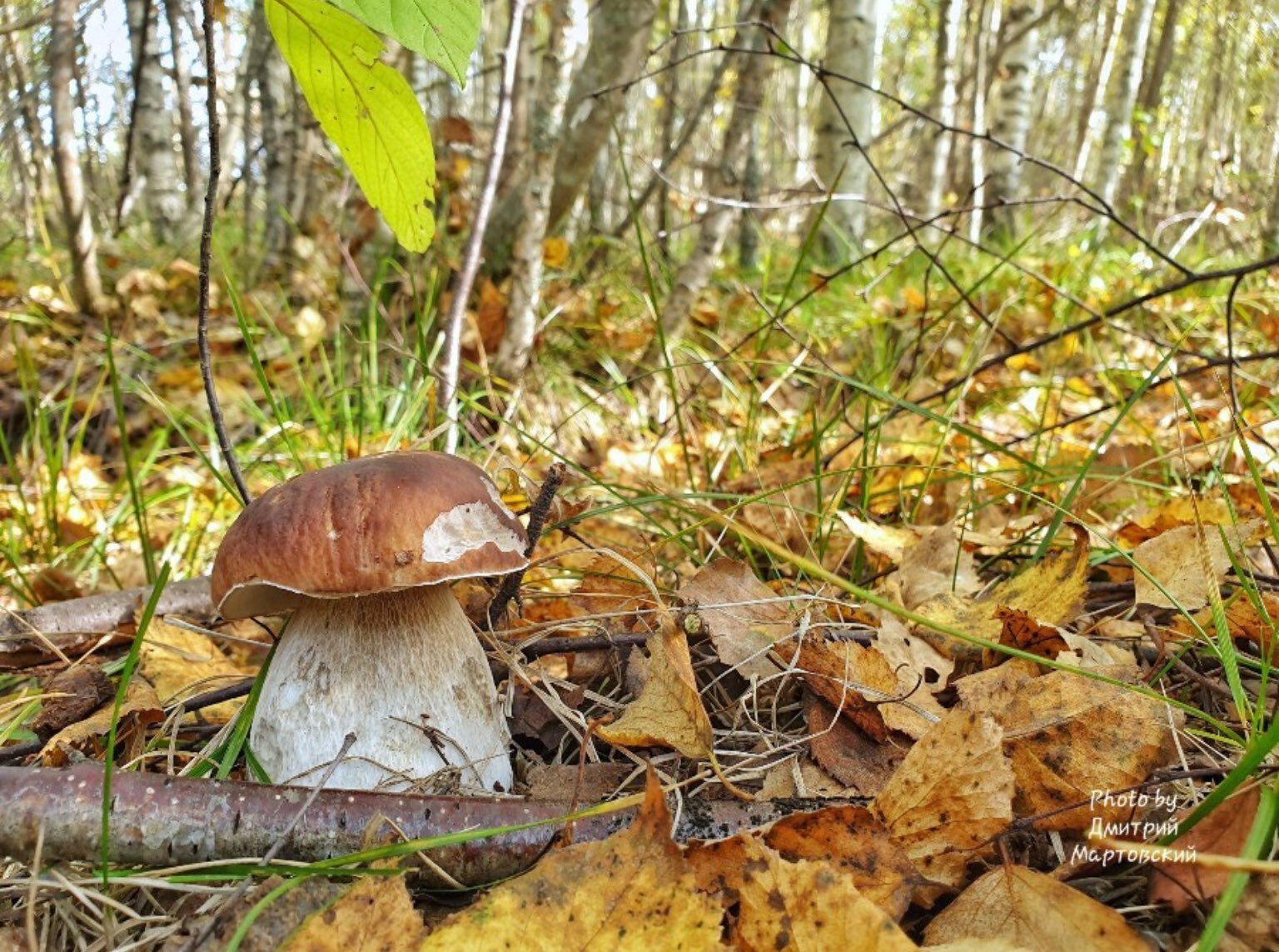 Сентябрь лес грибы
