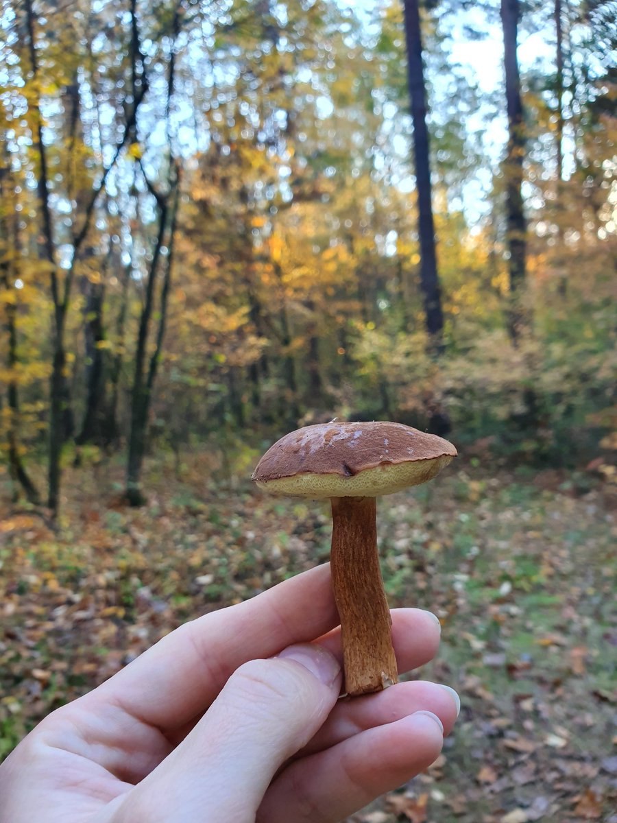 Всякие грибы