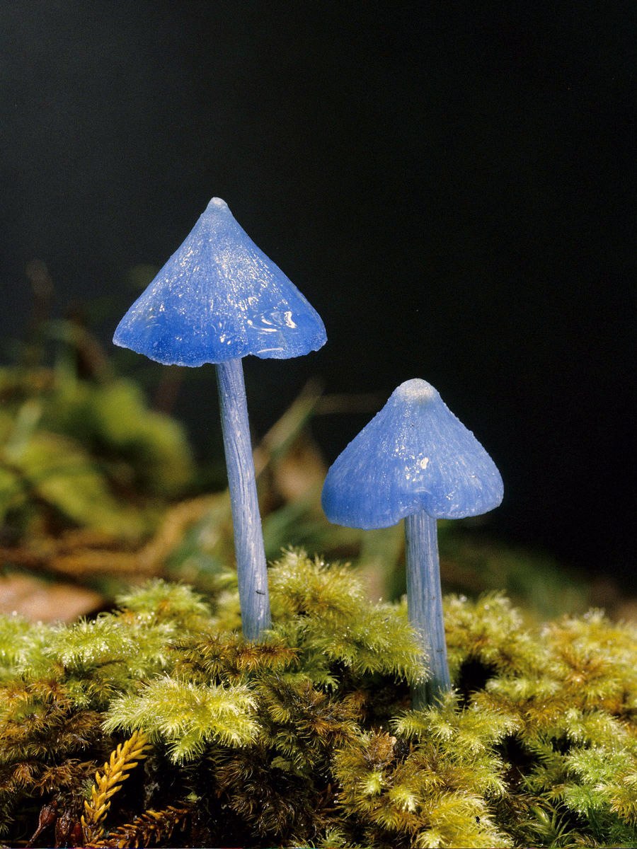 Мицена Mycena