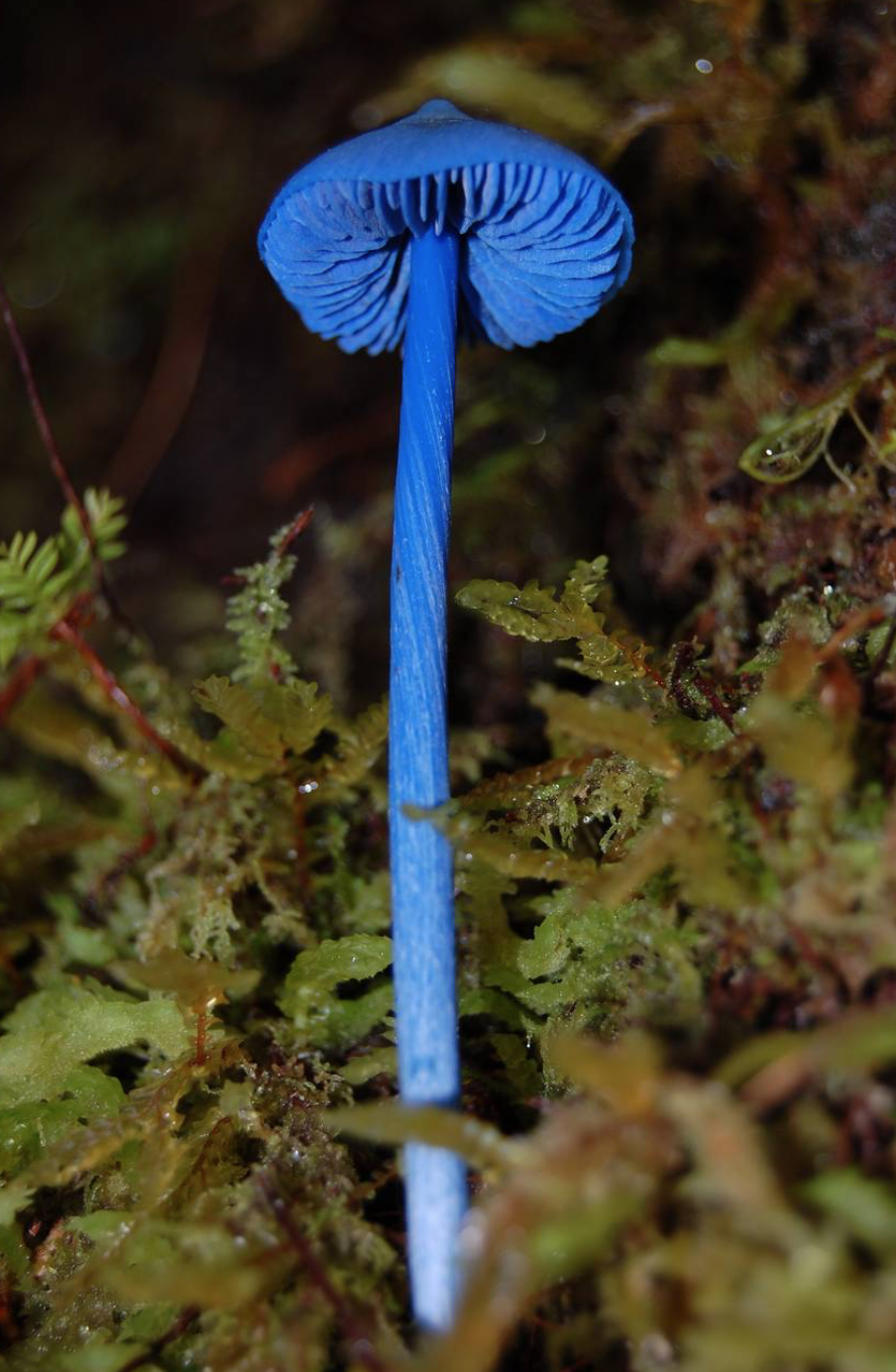 Гриб Mycena interrupta