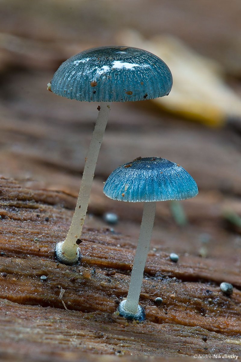 Синяя Энтолома Entoloma hochstetteri