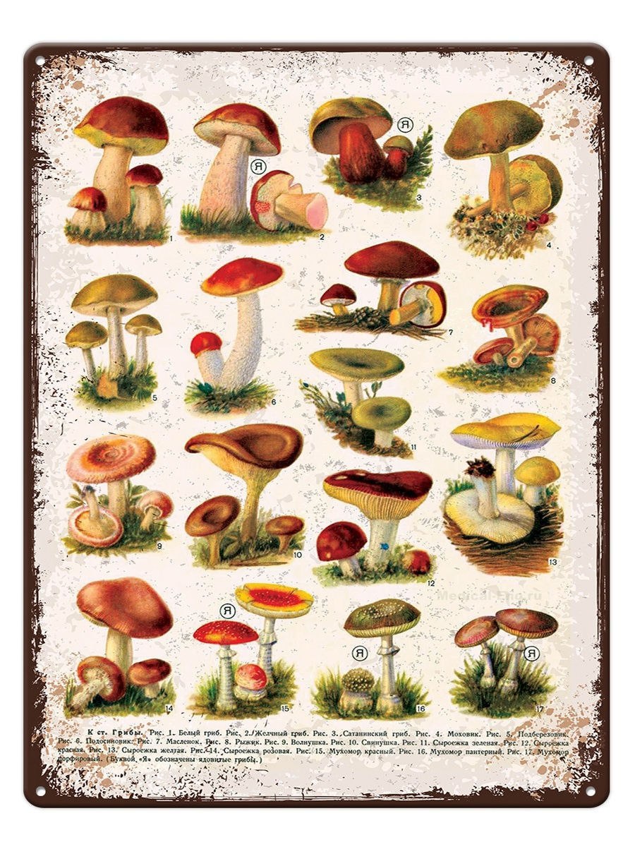 Ассортимент грибов (56 фото)