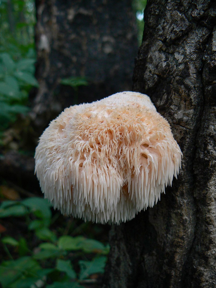 Гриб Дедушкина борода