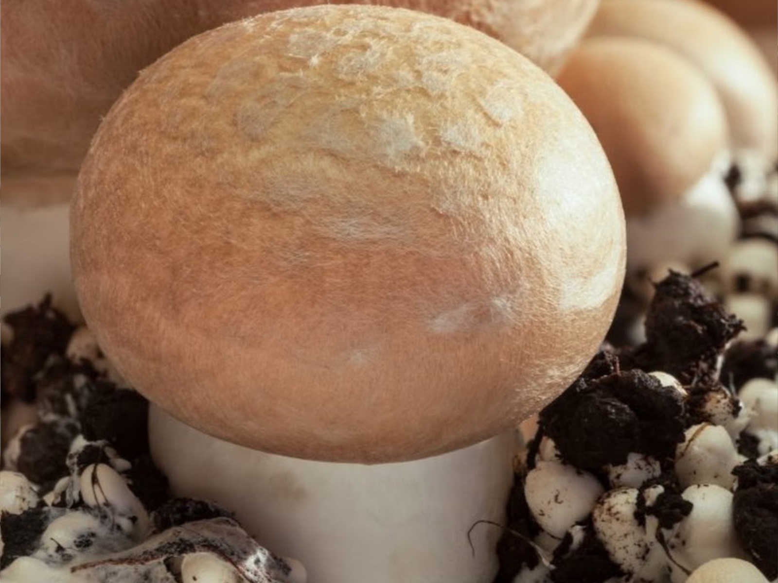 Мицелий грибов шампиньон белый