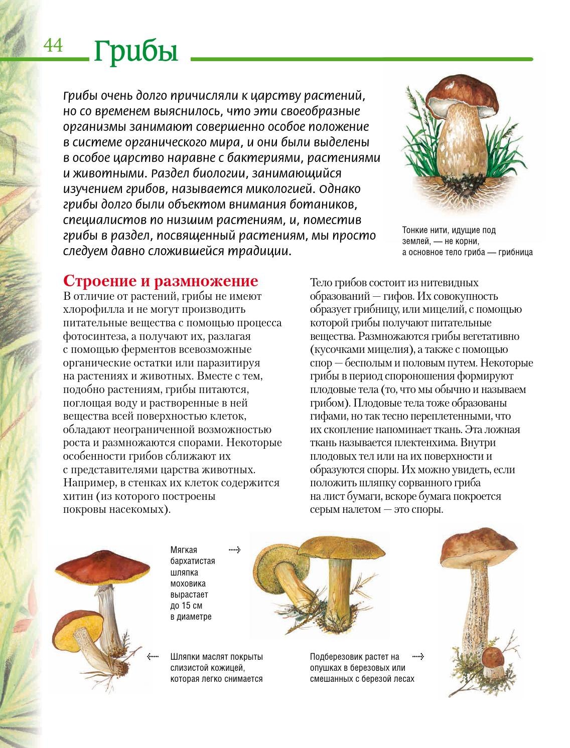 У грибов есть размножение. Шляпочные грибы подберезовик описание. Царство грибов строение грибницы. Плодовые тела грибов образованы. Из чего состоит тело гриба.