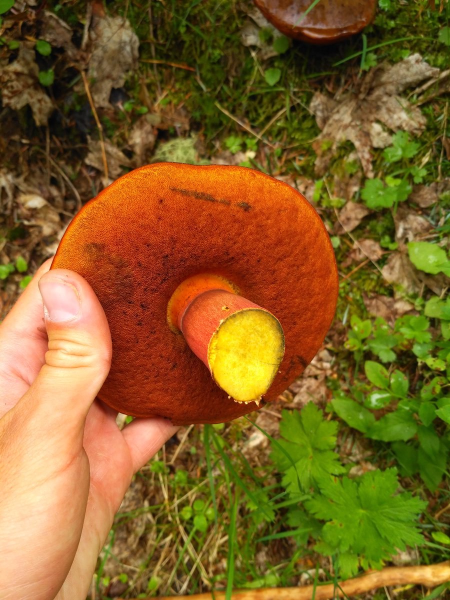 Паутинник двупокровный Cortinarius bivelus