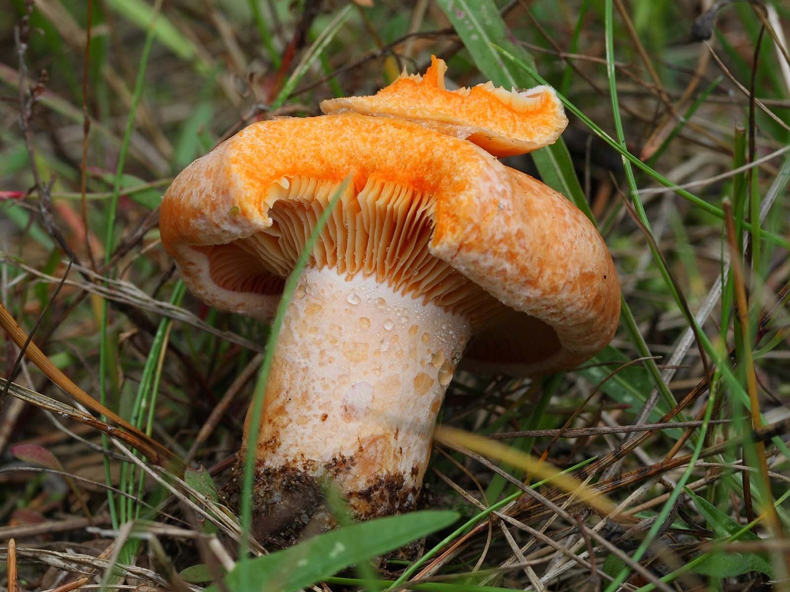 Оранжевый гриб Рыжик