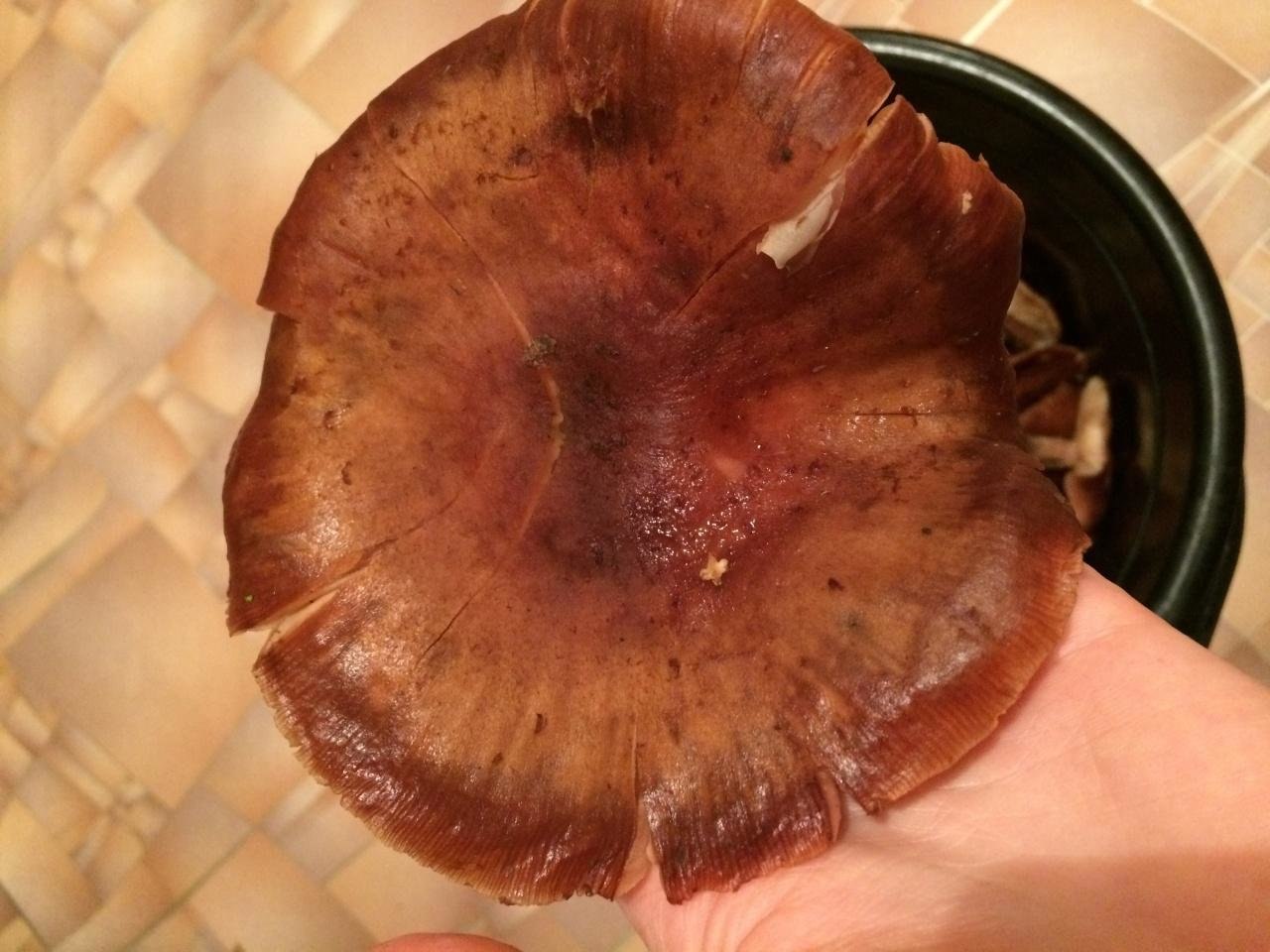 Гриб темно коричневая шляпка. Пластинчатый гриб с толстой ножкой. Коричневый гриб. Гриб коричневый пластинчатый. Темно коричневый гриб.