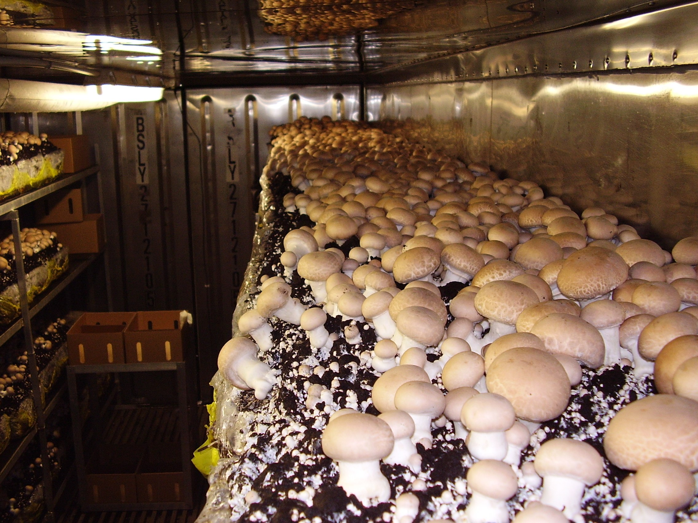 Выращивание грибов шампиньонов в домашних