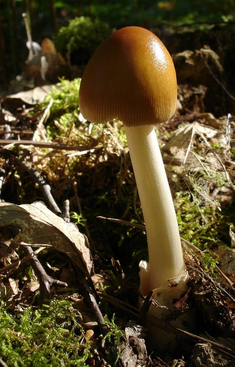 Поплавок жёлто-коричневый (Amanita fulva)