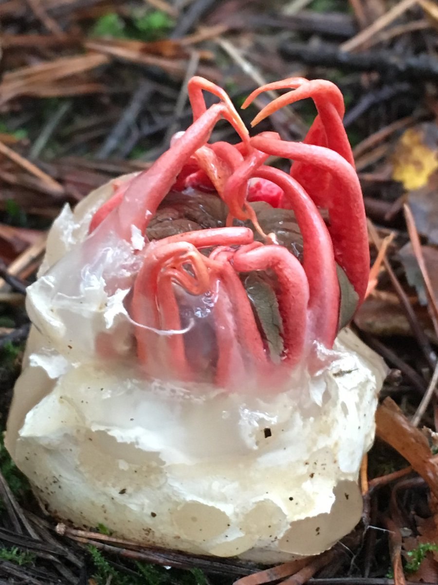 Гигрофор с коричневой шляпкой