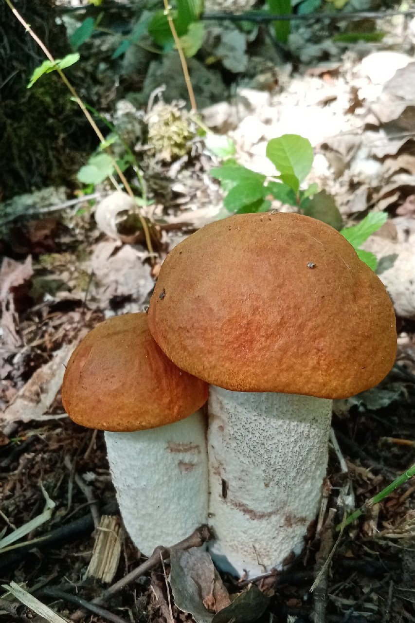 Грибы фетюхи (63 фото)