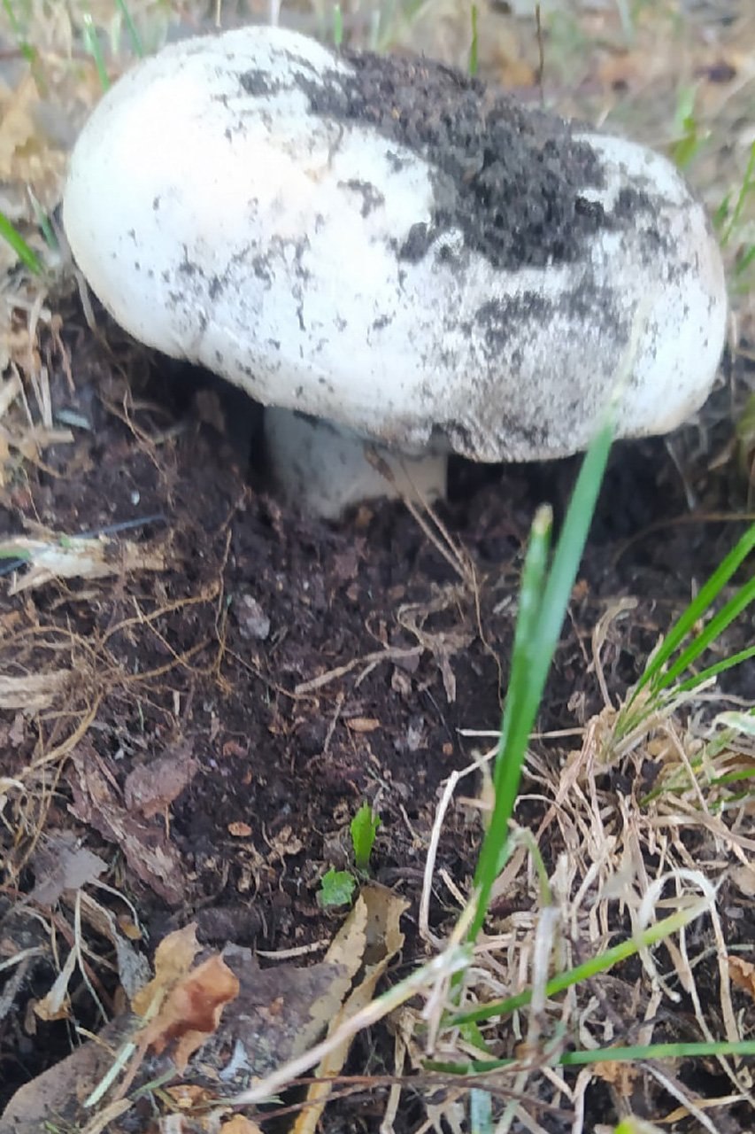 Шампиньоны много