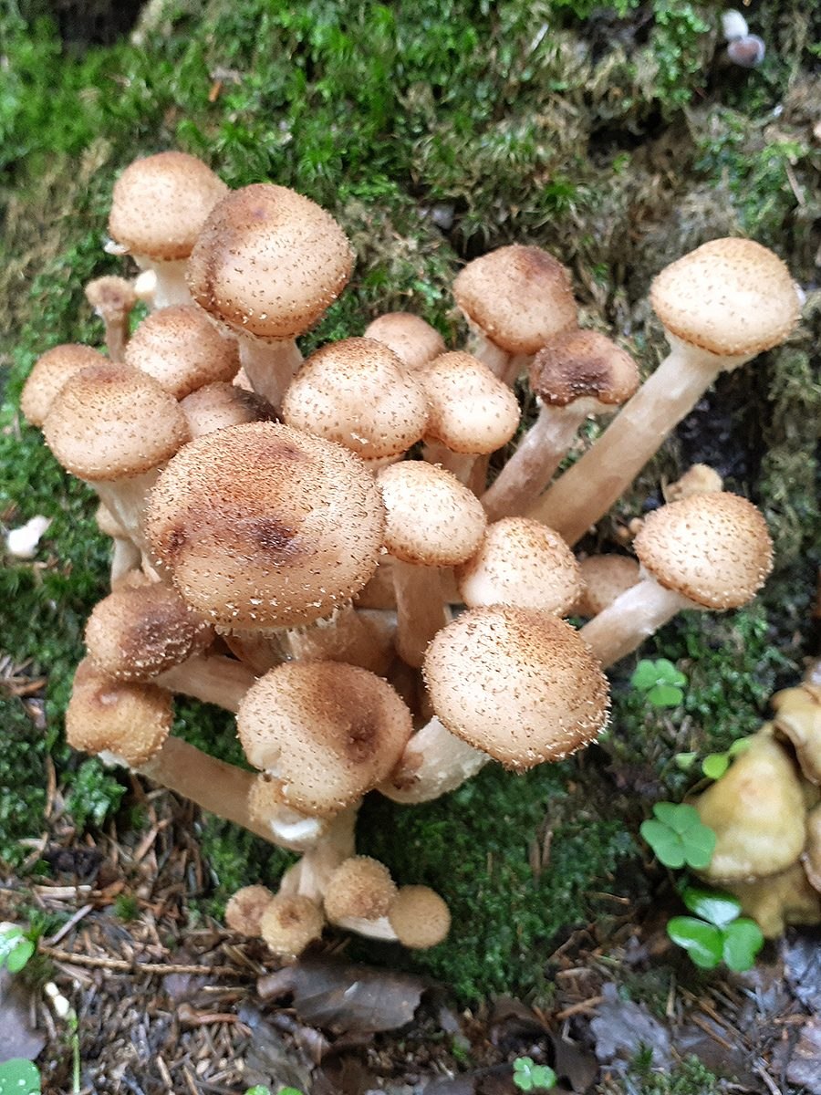 Летний опенок Kuehneromyces mutabilis