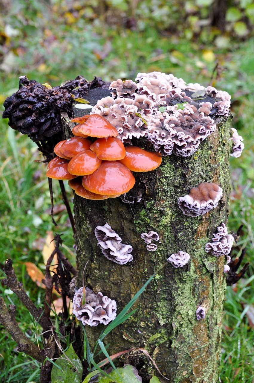 Грибы растущие на стволах деревьев