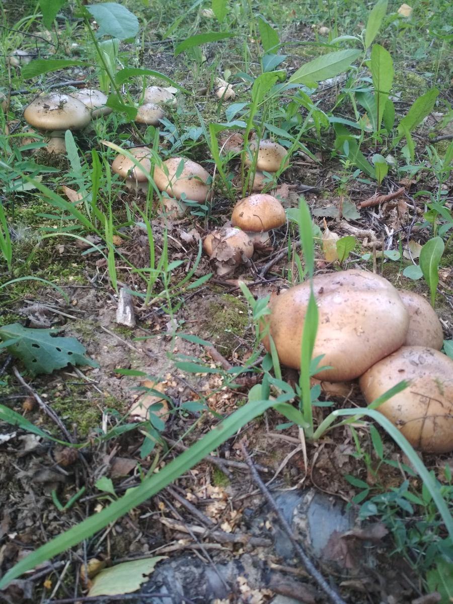 Шиитаке культивация