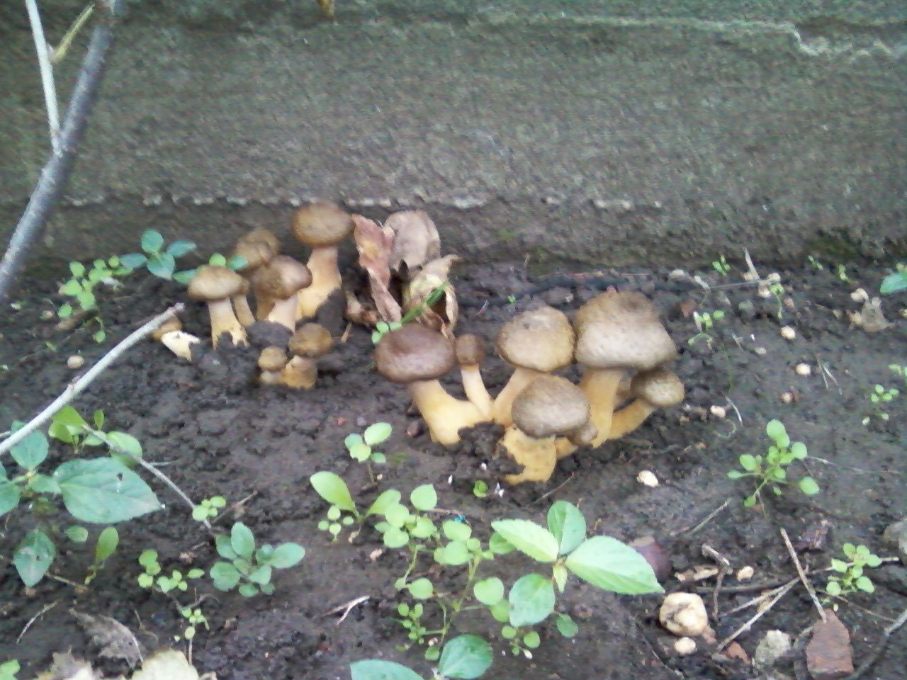 Как вырасти грибы на даче