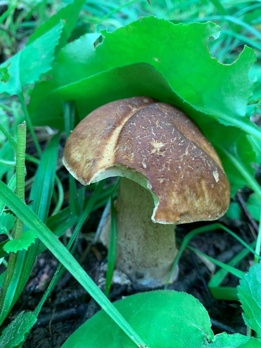 Гриб обабок ложный