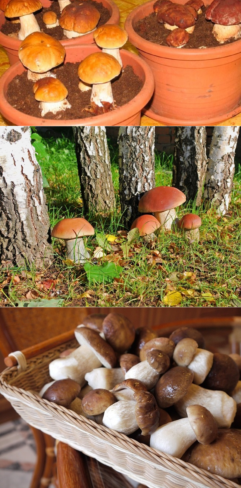 Урожай грибов