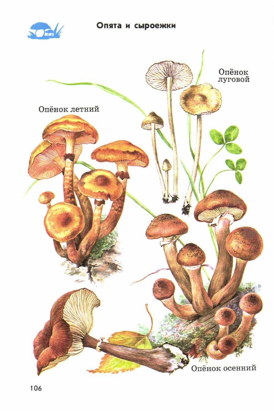 Опенок осенний Луговой