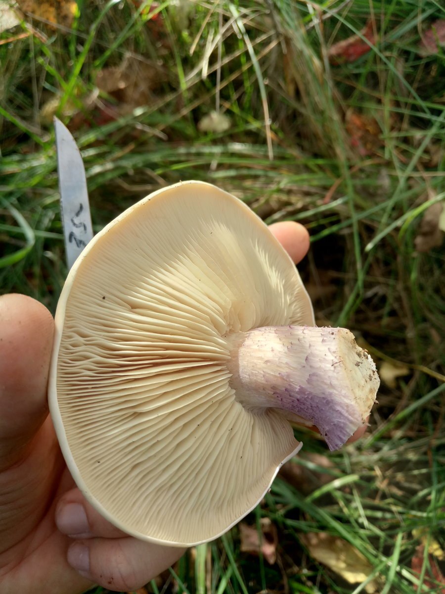 грибы синеножка фотографии