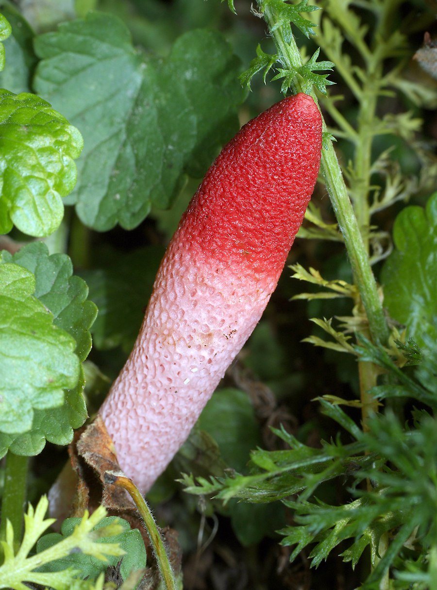 Мутинус Равенелли