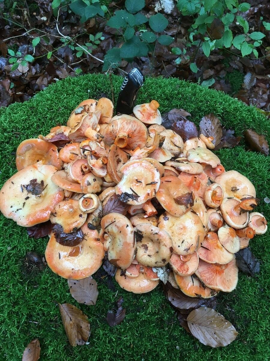 Лже рыжики грибы