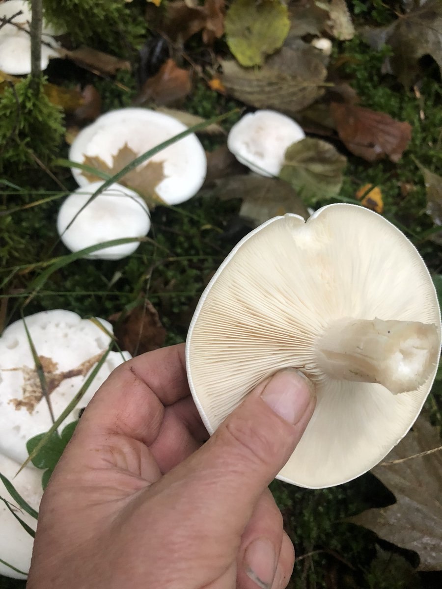 Грузди опята