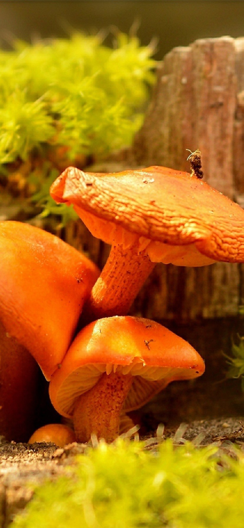 Оранжевые грибы съедобные